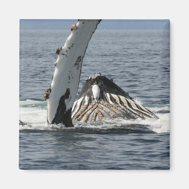 Humpback Whale Magnet (Framsidan)