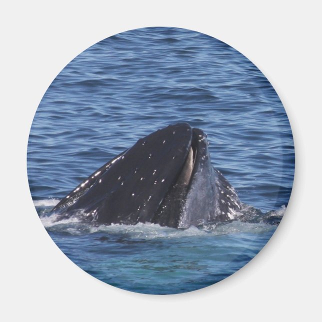 Humpback Whale Magnet (Framsidan)
