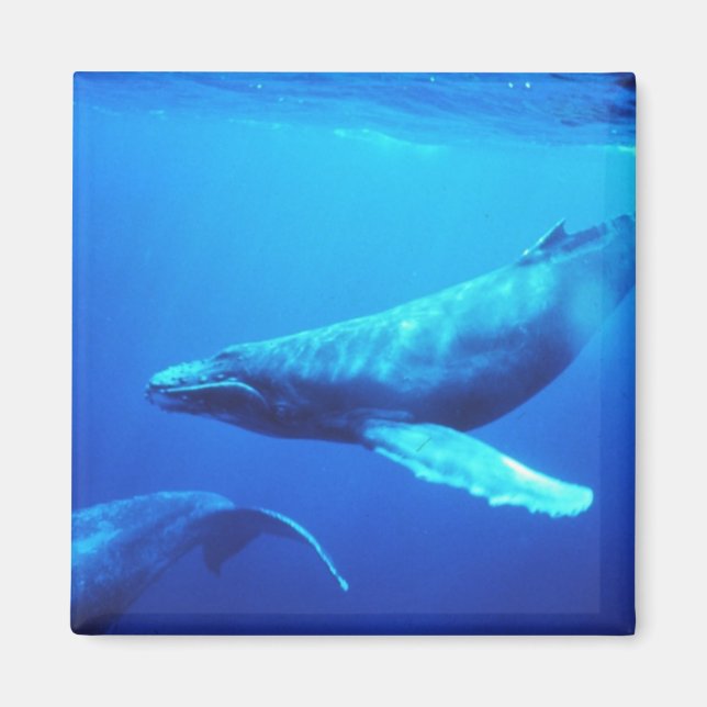 Humpback Whale Magnet (Framsidan)