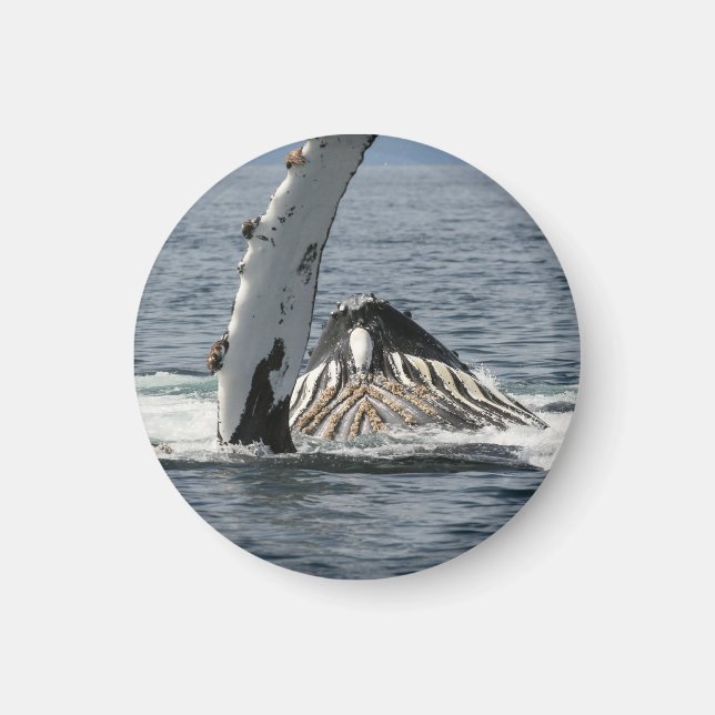 Humpback Whale Magnet (Framsidan)