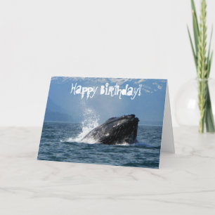 Humpback Whale Matar Kort