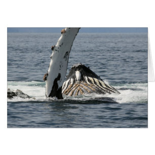 Humpback Whale OBS Kort
