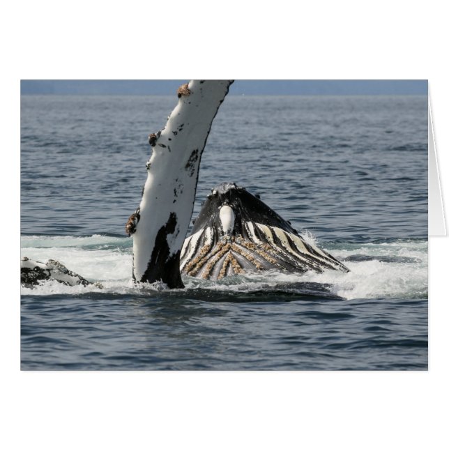 Humpback Whale OBS Kort (Framsidan Horizontal)