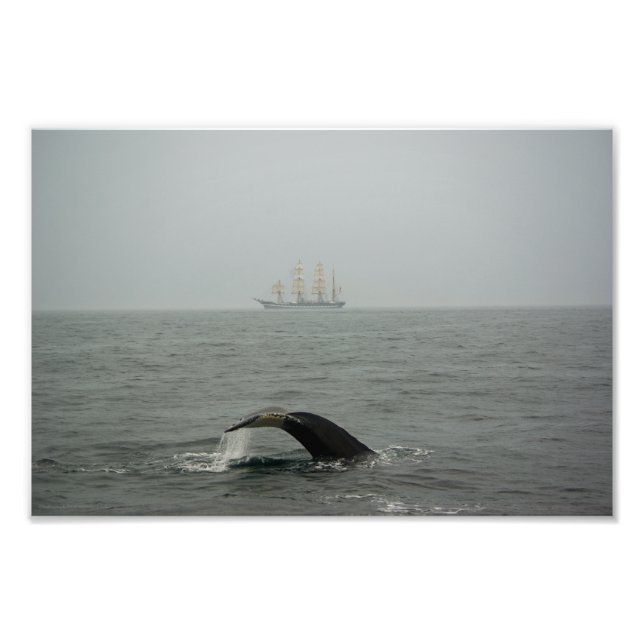 Humpback Whale och Tall Frakt 2 Photo Fototryck (Framsidan)