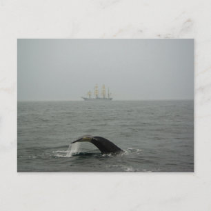 Humpback Whale och Tall Frakt 2 vykort