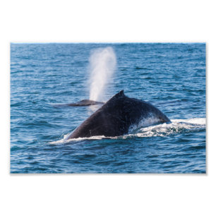 Humpback Whale Photo Print Fototryck