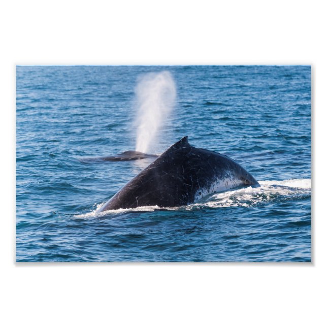 Humpback Whale Photo Print Fototryck (Framsidan)