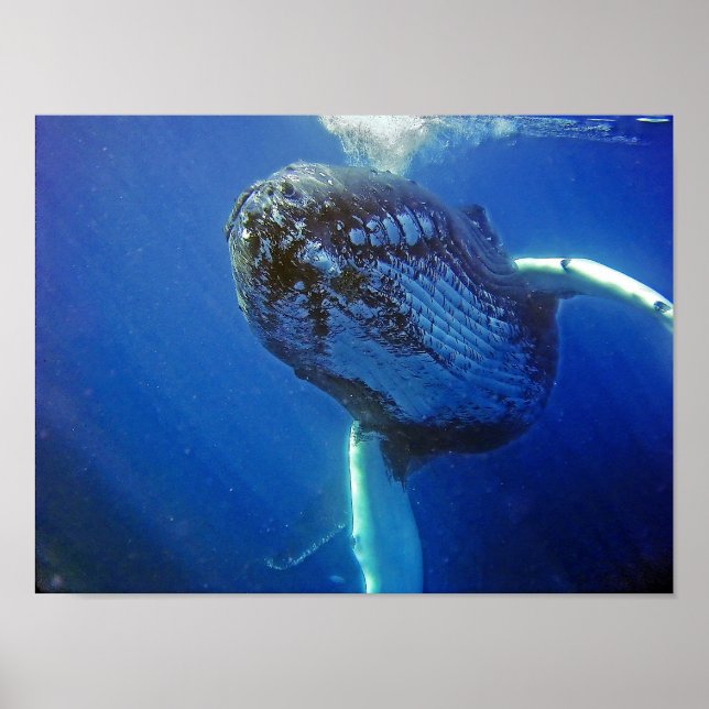 Humpback Whale Poster (Framsidan)