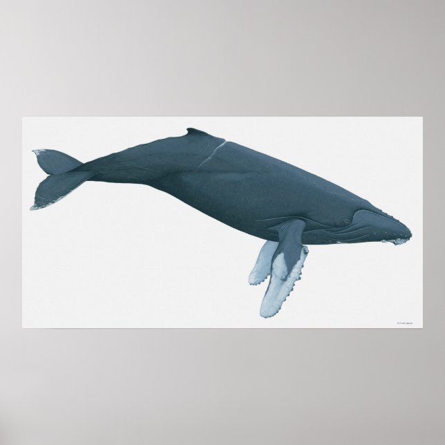 Humpback Whale Poster (Framsidan)
