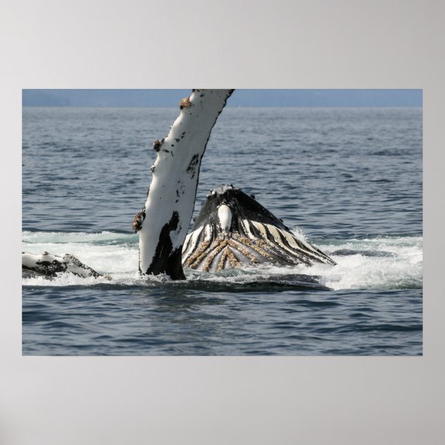 Humpback Whale Poster (Framsidan)