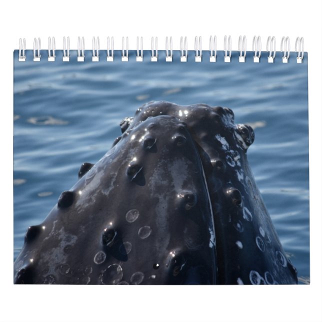 HUMPBACK WHALE QUEENSLAND AUSTRALIA KALENDER (Omslag)
