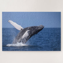Humpback Whale som bryter ner havet