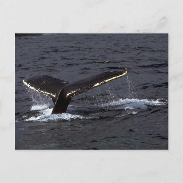 Humpback Whale Sounding (Svan Flukes)/Glyssning Vykort (Framsida)