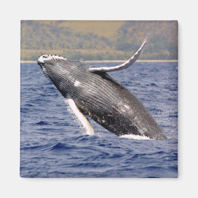 Humpback Whale Splash Magnet (Framsidan)