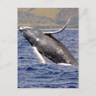Humpback Whale Splash Vykort