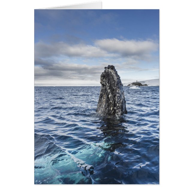 Humpback Whale Spyhops | Hope Bay, Antarctica Hälsningskort (Framsidan)