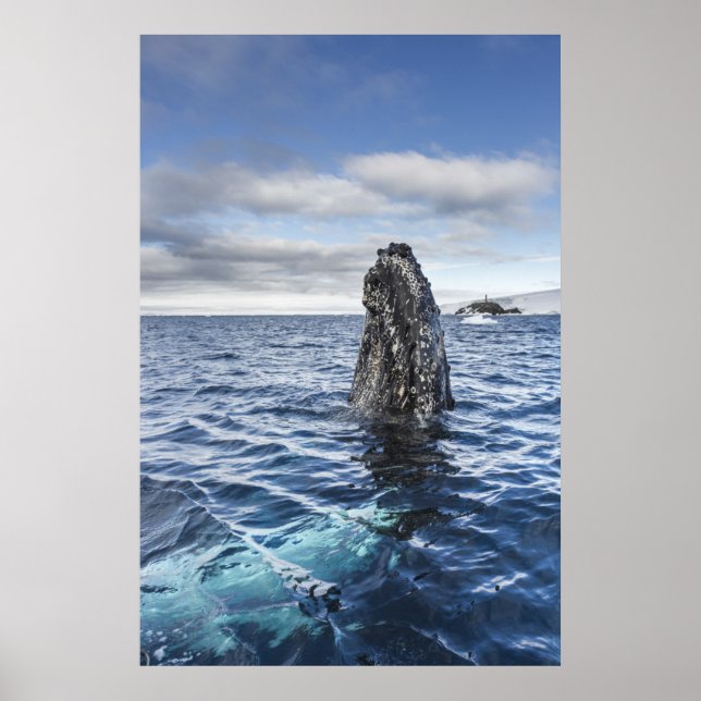 Humpback Whale Spyhops | Hope Bay, Antarctica Poster (Framsidan)