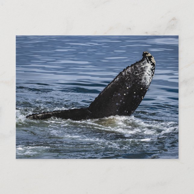 Humpback Whale Svan Close Up - Wildlife Photograph Vykort (Framsida)