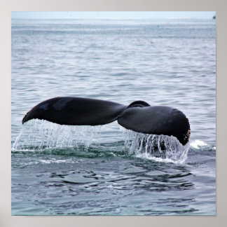 Humpback Whale Svan Fluke i Monterey Bay Poster