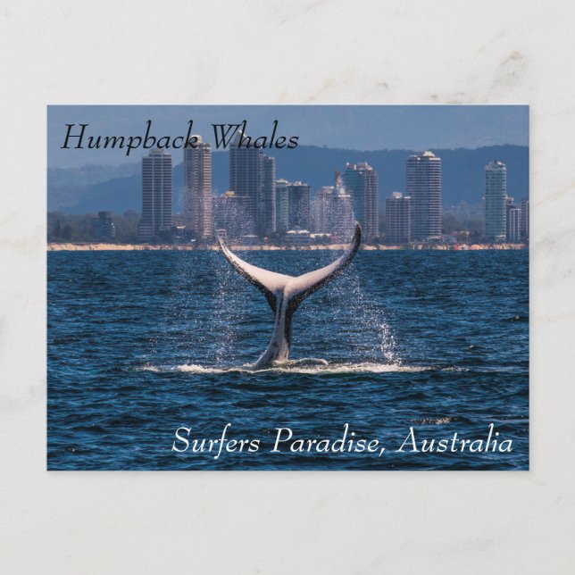 Humpback Whale Svan Fluke Off Surfers Paradise Vykort (Framsida)