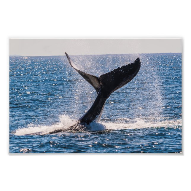 Humpback Whale - Svan Fluke Photo Print Fototryck (Framsidan)