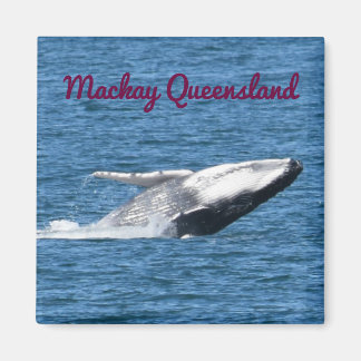 HUMPBACK WHALE SVAN MACKAY QUEENSLAND AUSTRALIA MAGNET
