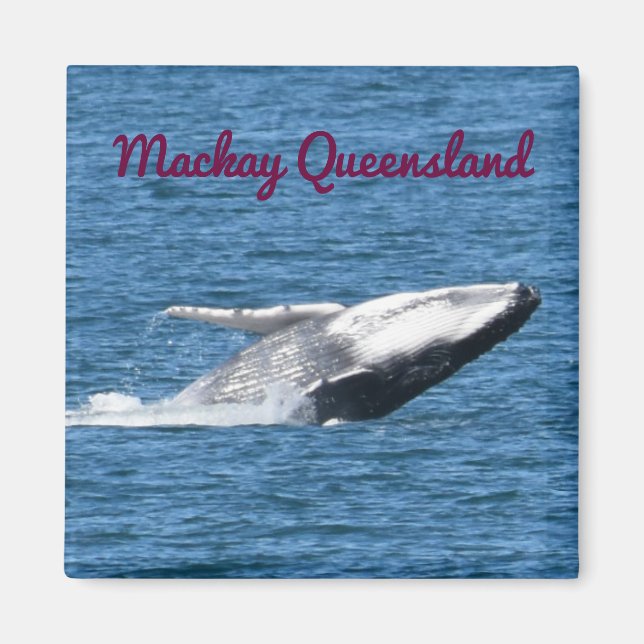 HUMPBACK WHALE SVAN MACKAY QUEENSLAND AUSTRALIA MAGNET (Framsidan)