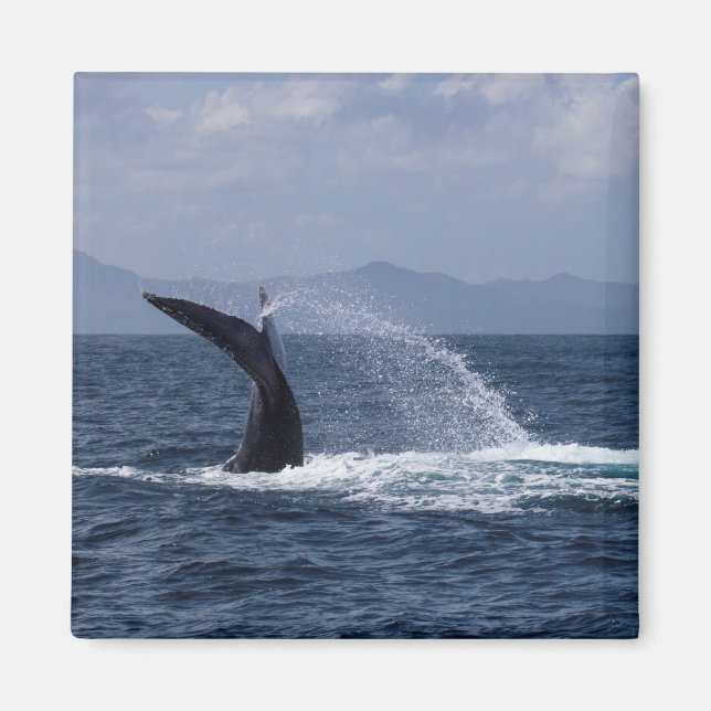 Humpback Whale Svan Stänk Magnet (Framsidan)