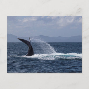 Humpback Whale Svan Stänk Vykort
