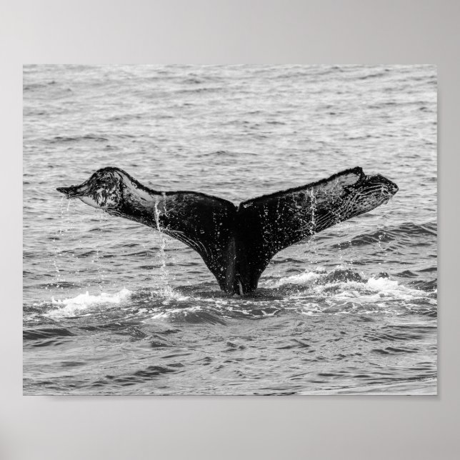 Humpback Whale Svan Stänk - Wildlife Photography Poster (Framsidan)