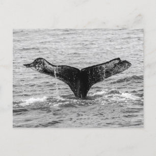 Humpback Whale Svan Stänk - Wildlife Photography Vykort