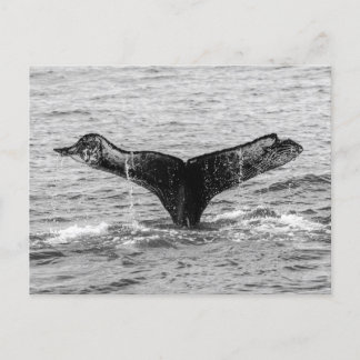 Humpback Whale Svan Stänk - Wildlife Photography Vykort