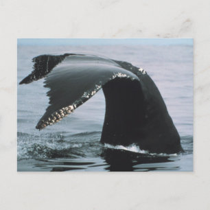 Humpback Whale Svan Vykort