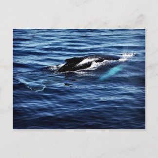 Humpback Whale Vykort