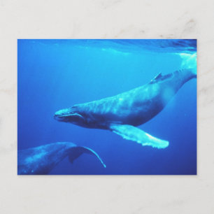 Humpback Whale Vykort