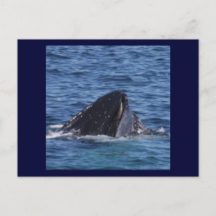 Humpback Whale Vykort
