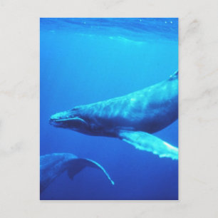 Humpback Whale Vykort