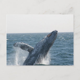 Humpback Whale Vykort