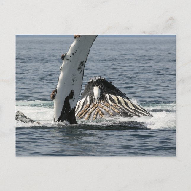 Humpback Whale Vykort (Framsida)