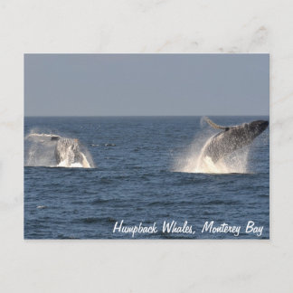 Humpback Whales Breaching Postcard Vykort