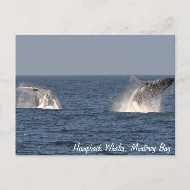 Humpback Whales Breaching Postcard Vykort (Framsida)