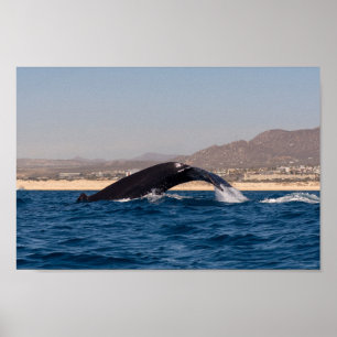 Humpback Whales i Mexiko Poster
