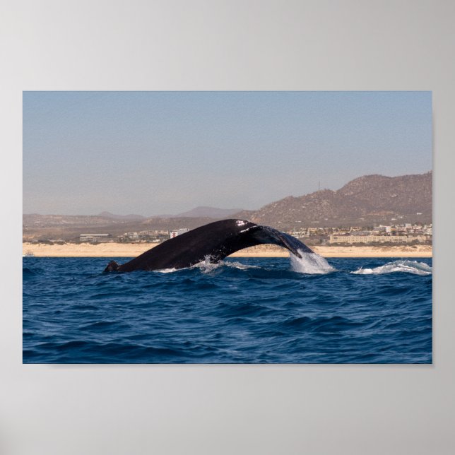 Humpback Whales i Mexiko Poster (Framsidan)