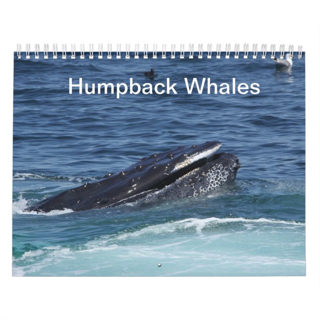 Humpback Whales Kalender 2014 (Omslag)