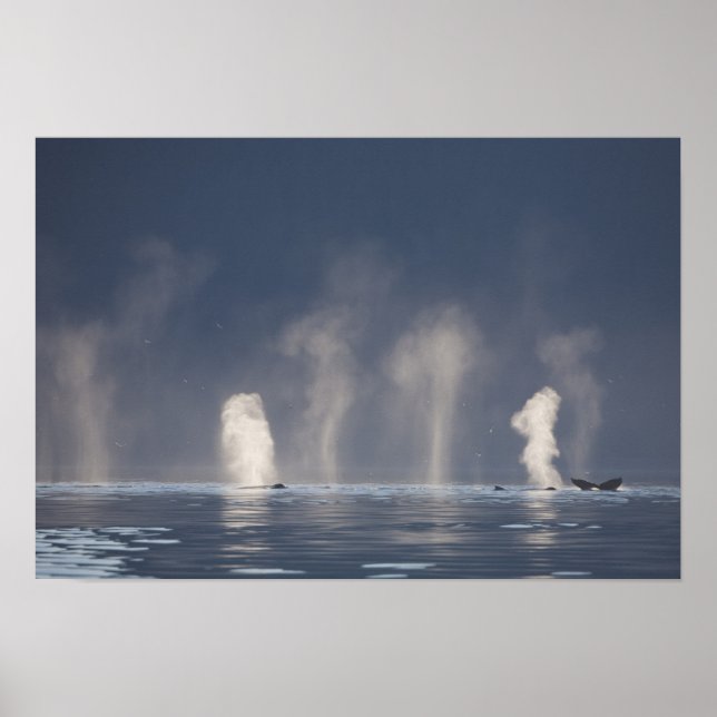 Humpback Whales Megaptera novaeangliae) Poster (Framsidan)