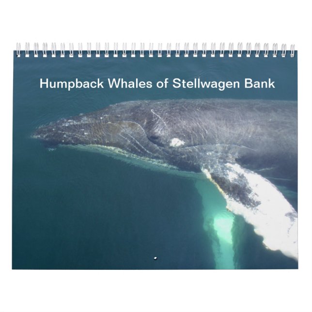 Humpback Whales of Stellwagen Bank Kalender (Omslag)