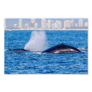 Humpback Whales Photo Print Fototryck