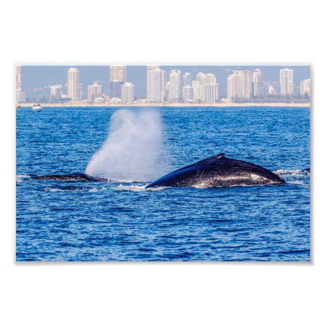 Humpback Whales Photo Print Fototryck (Framsidan)