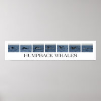 Humpback Whales