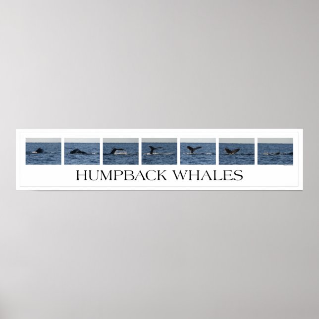 Humpback Whales Poster (Framsidan)